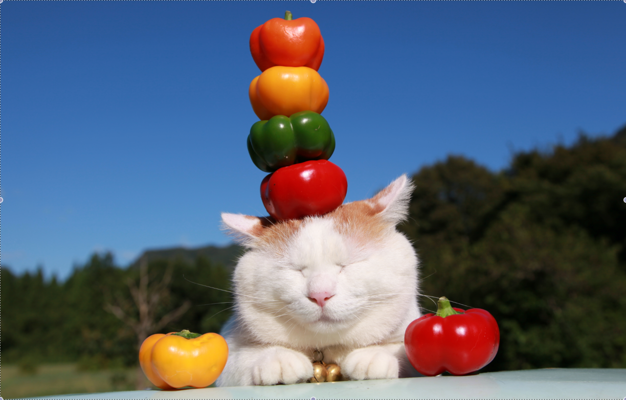 Котик с овощами
