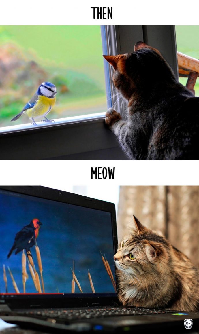 cats-then-now рис 5