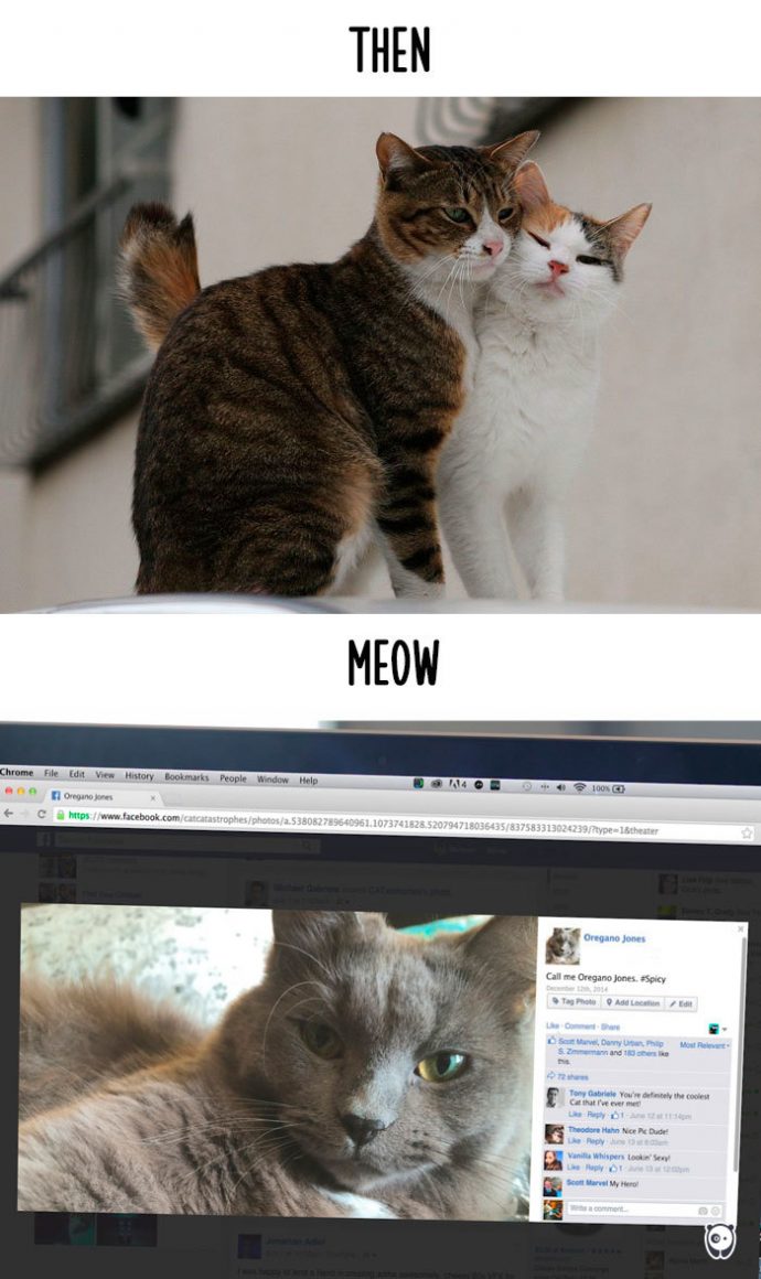 cats-then-now рис 8
