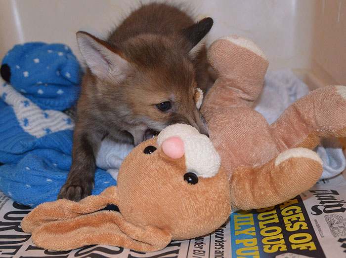 baby-fox-puggle-national-fox-welfare-society рис 5