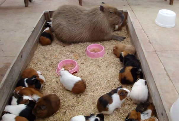 capybara рис 9