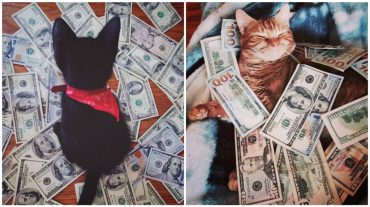 cashcats