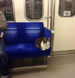 cat-rides-subway
