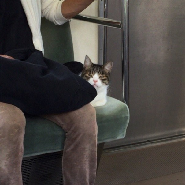 cat-rides-subway рис 5