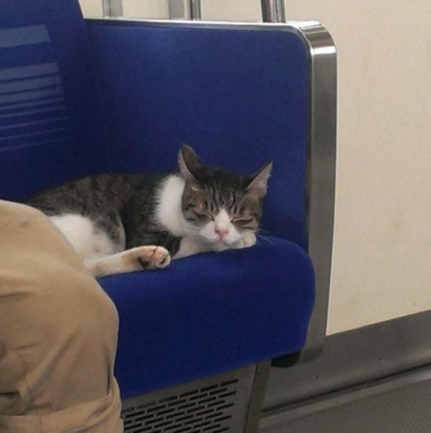cat-rides-subway рис 2