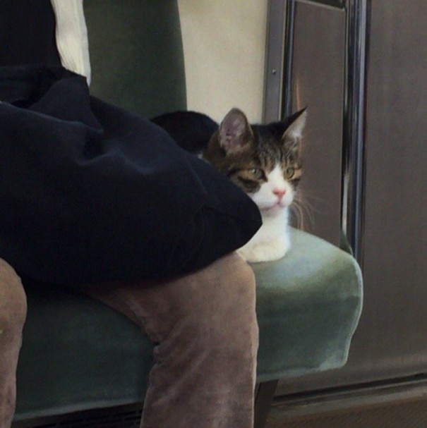 cat-rides-subway рис 4