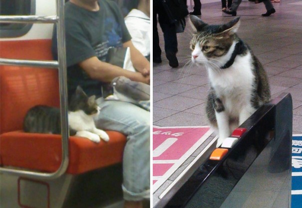 cat-rides-subway рис 3