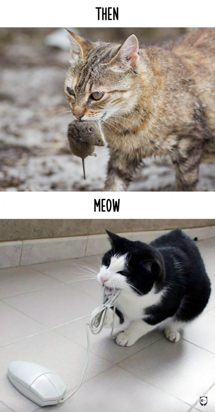 cats-then-now рис 4