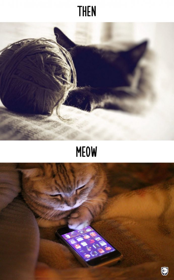cats-then-now рис 9