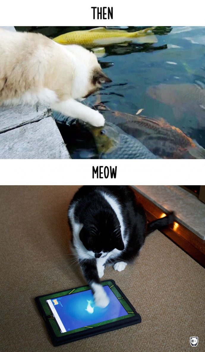 cats-then-now рис 7