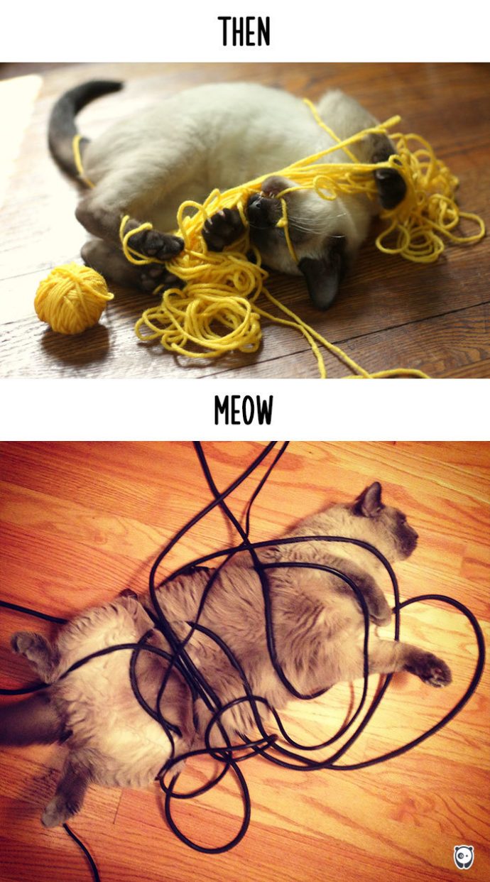 cats-then-now рис 6