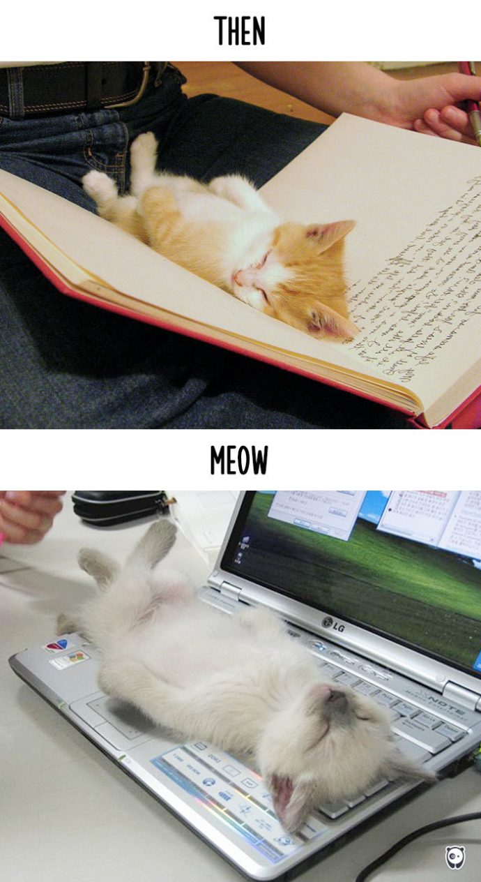 cats-then-now рис 3