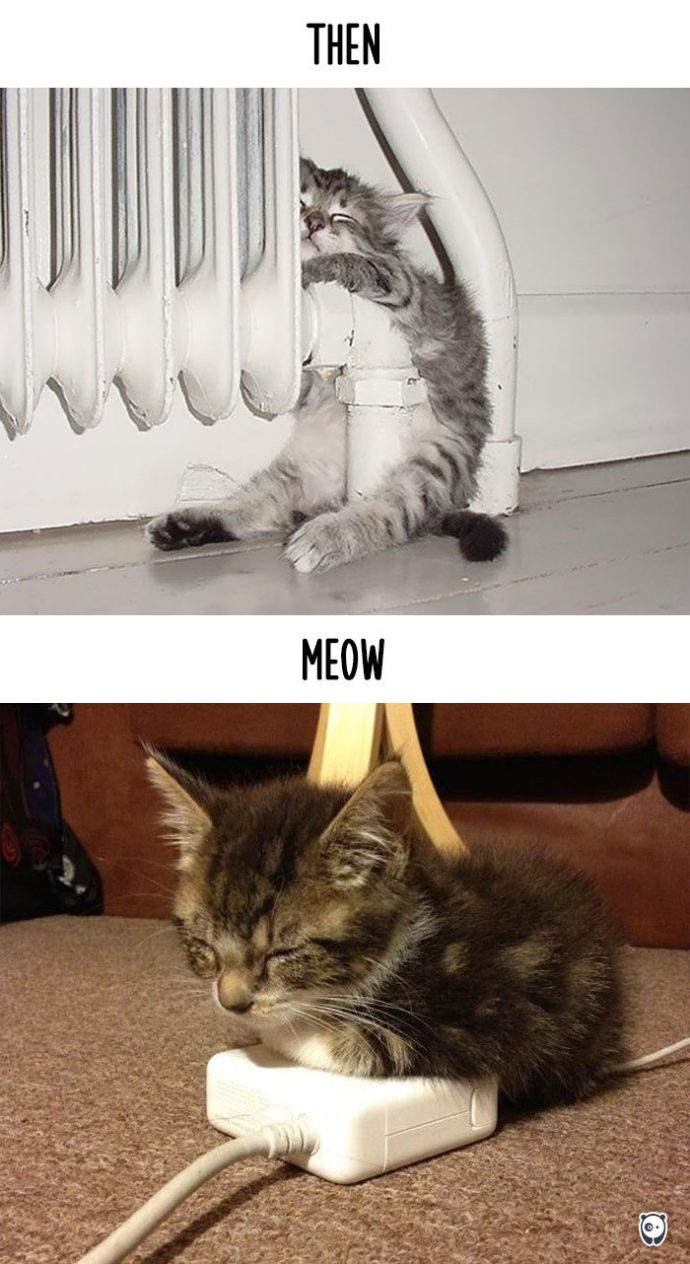 cats-then-now рис 2