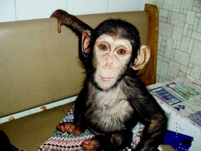 shimpanze рис 6