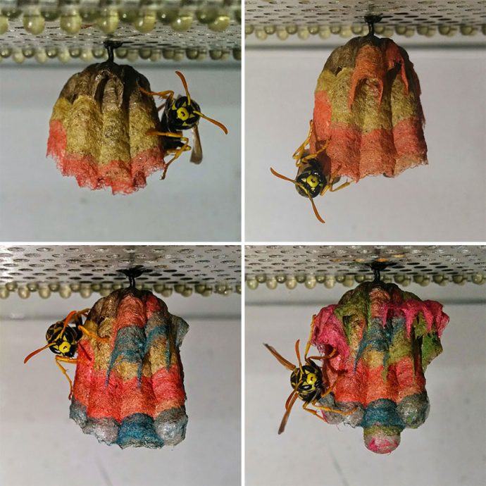 wasp-nests рис 3