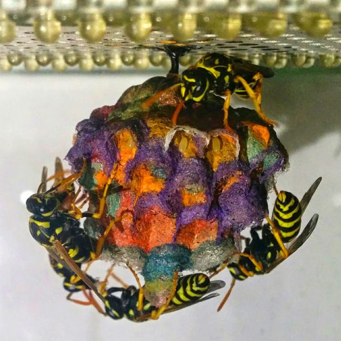 wasp-nests рис 5
