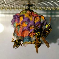 wasp-nests