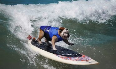 dog-surfing