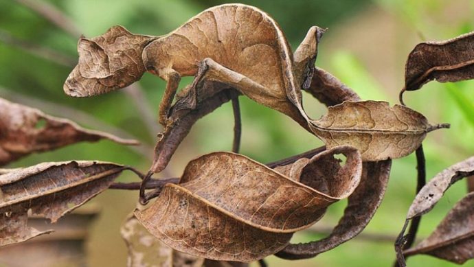 leaf-tailed-gecko