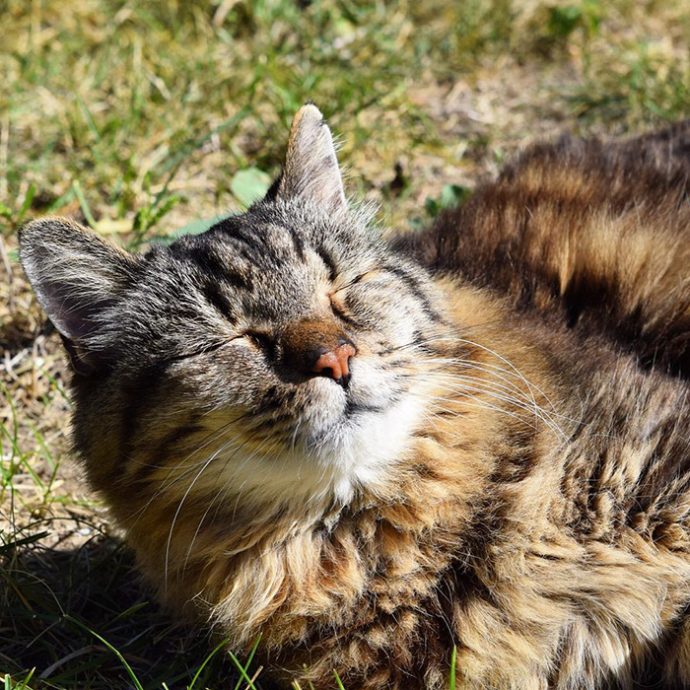 oldest-cat-living-guinness-world-records-corduroy рис 3