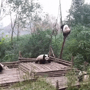 panda (1)