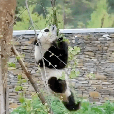 panda (6)