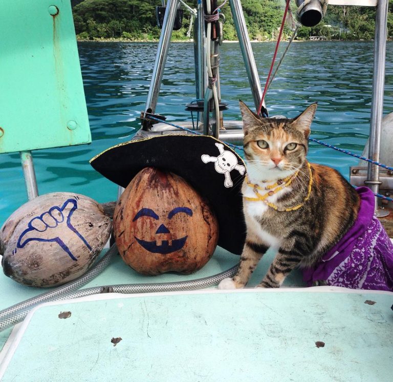 Кошка путешествует на яхте