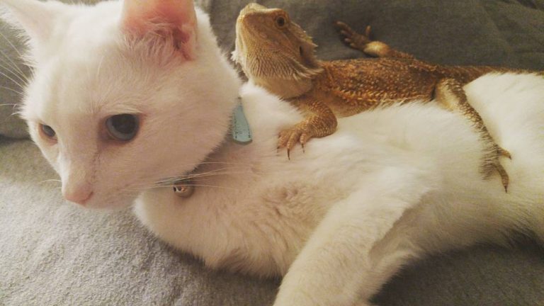 Котенок и ящерица лучшие друзья