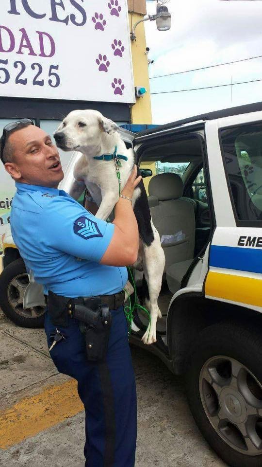 Бездомная собака получила работу в полиции рис 4