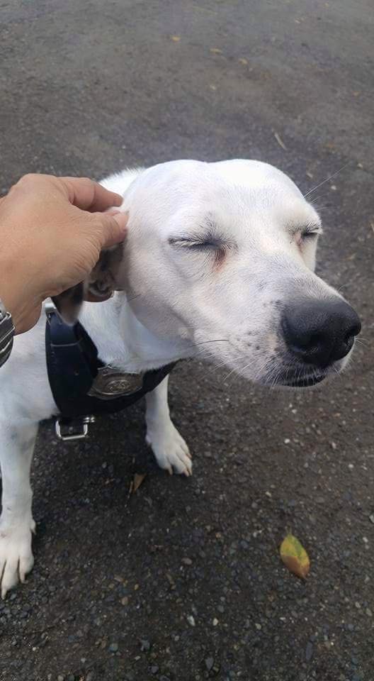 Бездомная собака получила работу в полиции рис 2