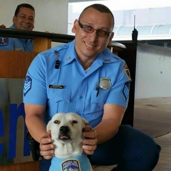 Бездомная собака получила работу в полиции рис 3