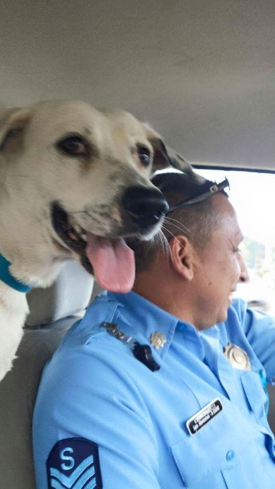 Бездомная собака получила работу в полиции рис 6
