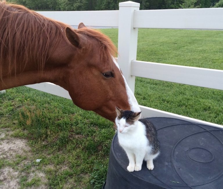 Кот подружился с лошадью