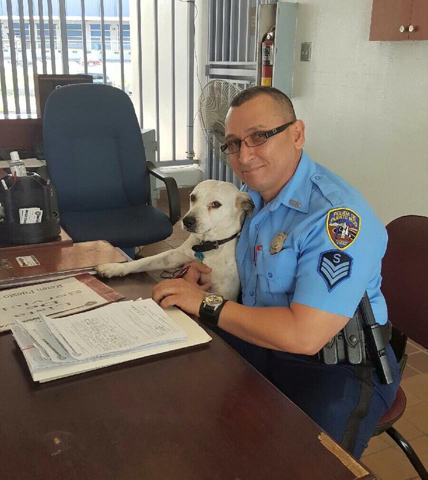 Бездомная собака получила работу в полиции рис 5