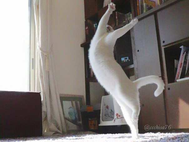 Танцующая кошка рис 7