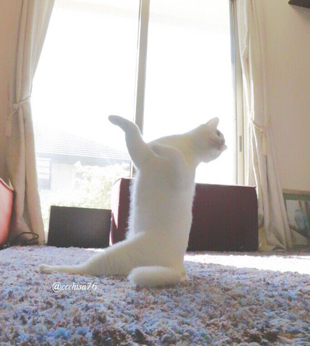 Танцующая кошка рис 6