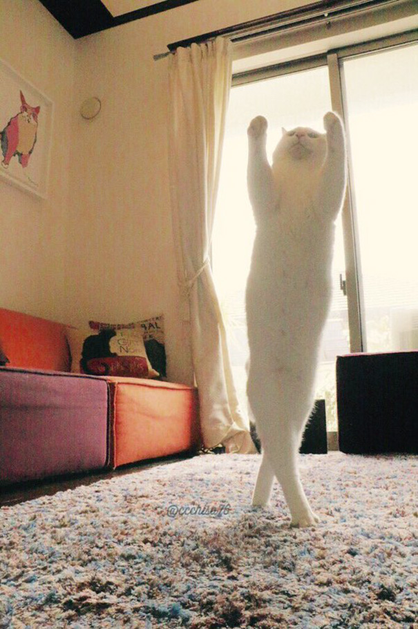 Танцующая кошка рис 5