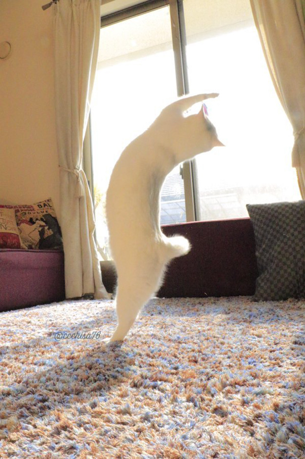 Танцующая кошка рис 4
