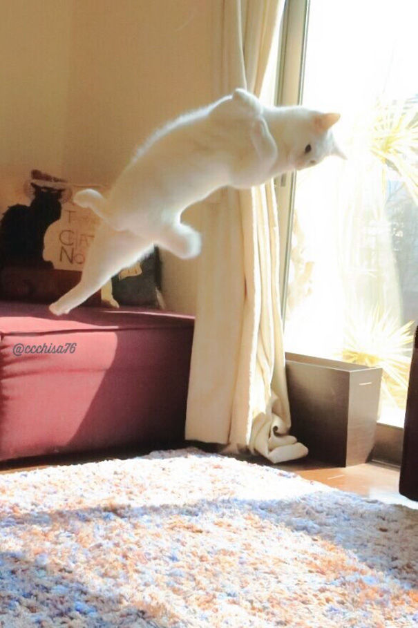 Танцующая кошка рис 3