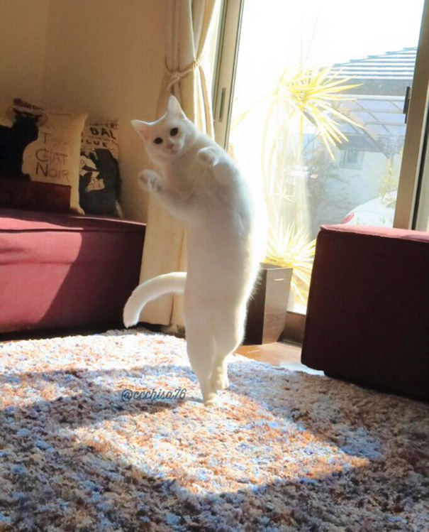 Танцующая кошка рис 2