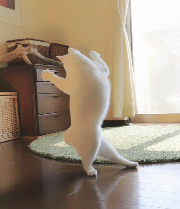 Танцующая кошка рис 8