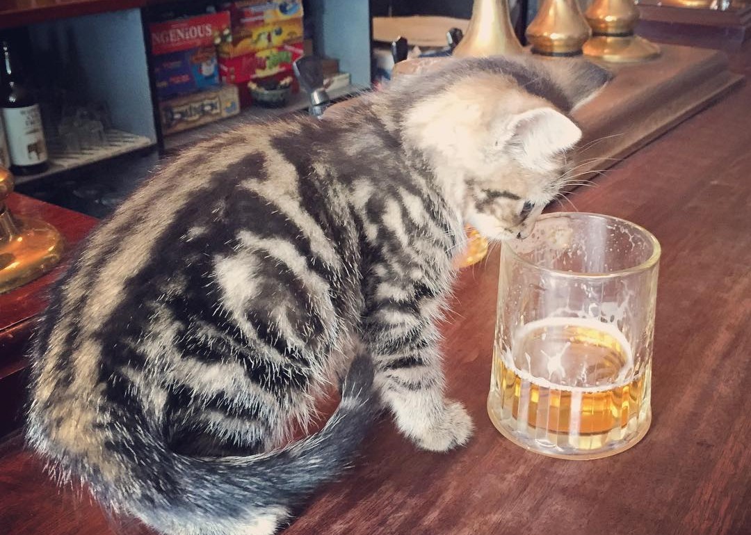 Кошка плохо пьет. Кот с пивом. Пиво для кошек. Коты с пивом. Котик с пивом.