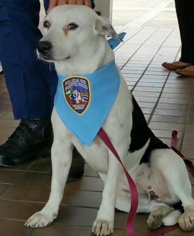 Бездомная собака получила работу в полиции рис 9