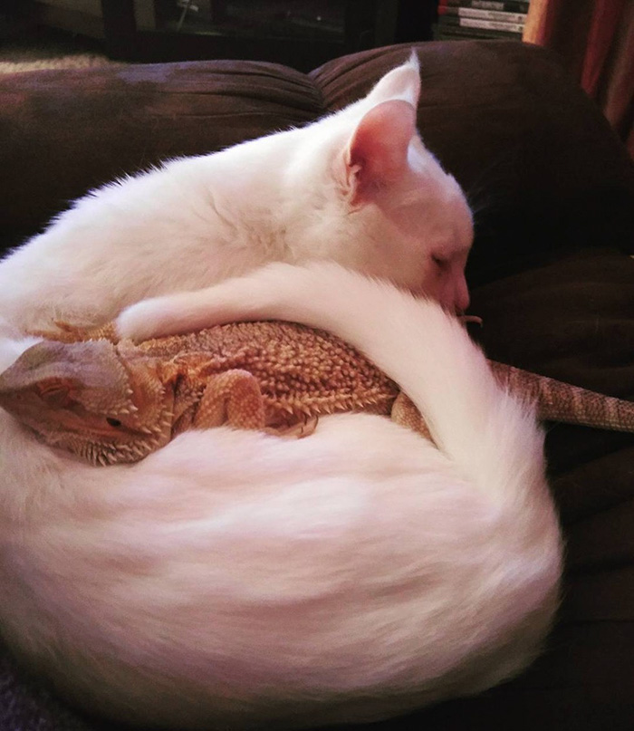 Котенок и ящерица лучшие друзья рис 5