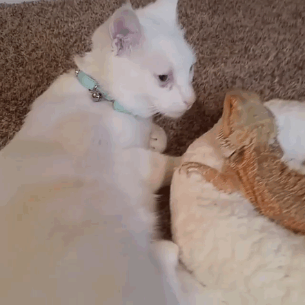Котенок и ящерица лучшие друзья
