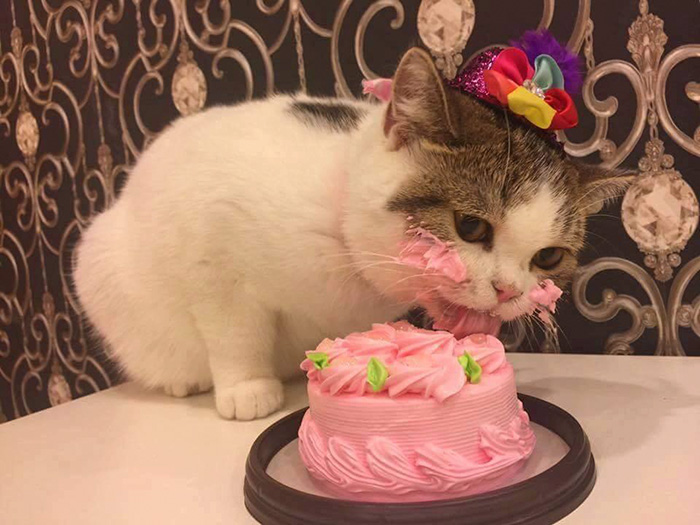 Кот и торт