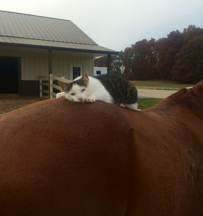 Кот подружился с лошадью рис 2