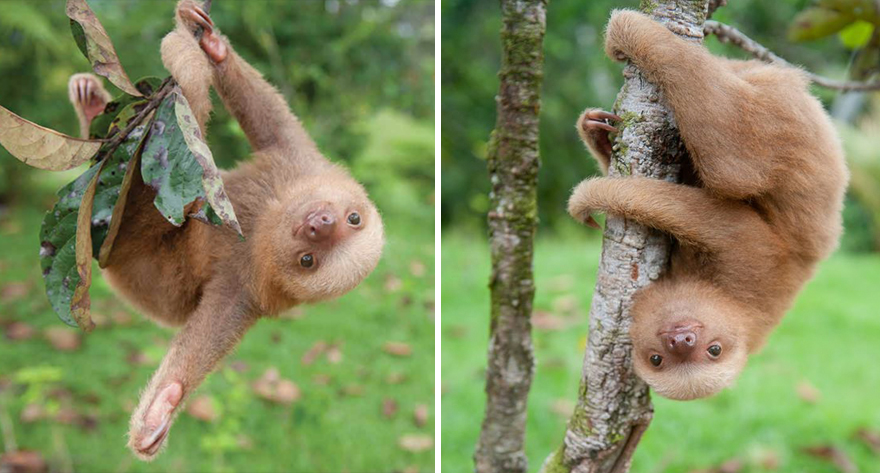 cute-baby-sloth-institute-costa-rica-sam-trull-31cute-baby-sloth-institute-costa-rica-sam-trull-31