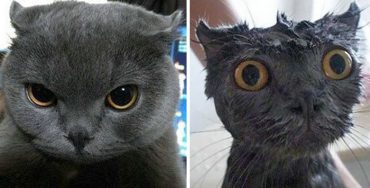 Животные до и после купания