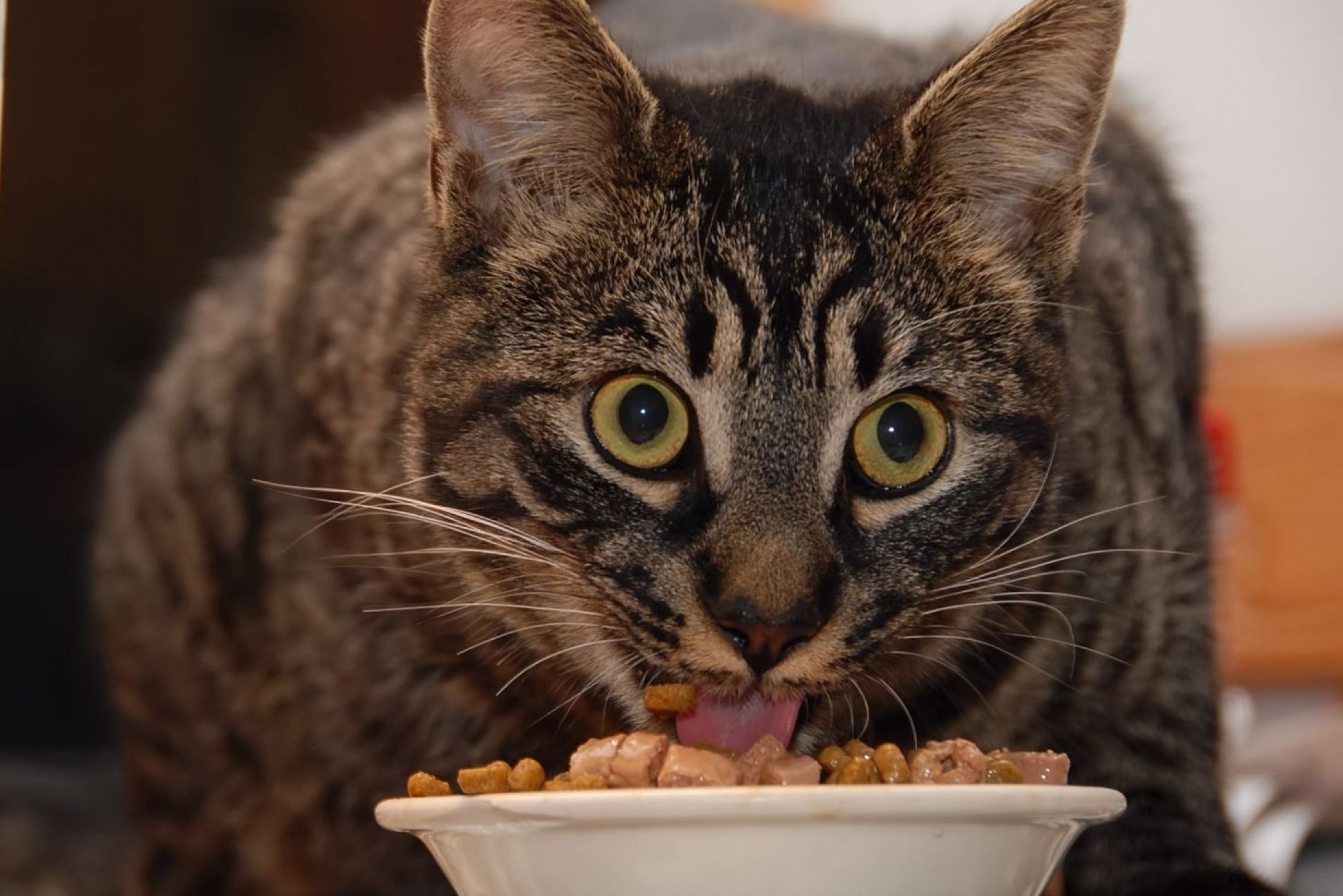 Вид голодного. Кошка кушает. Котик кушает. Котик с едой. Еда для кошек.